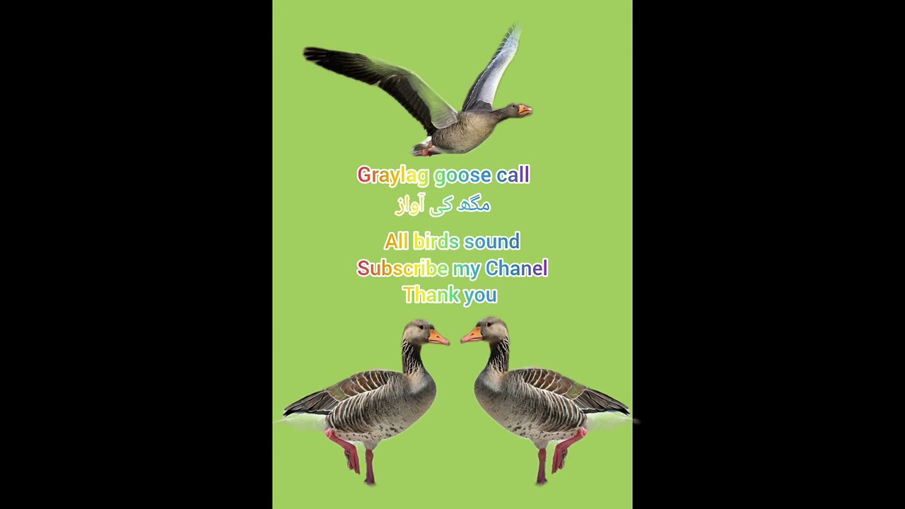 graylag goose call hunting/graylag goose sound/geese call for hunting/Magh ki awaz#subscribe #foryou