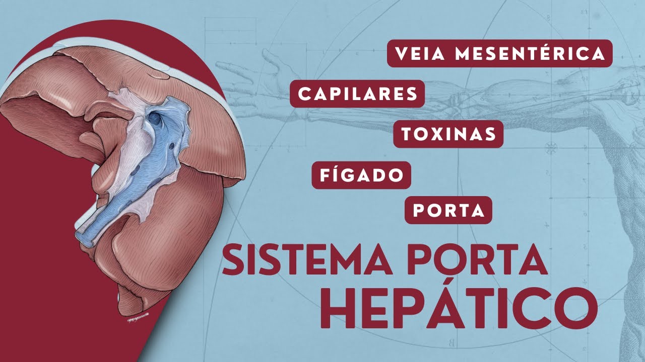 Sistema Porta Hepático | Veia Porta | Anatomia Animal