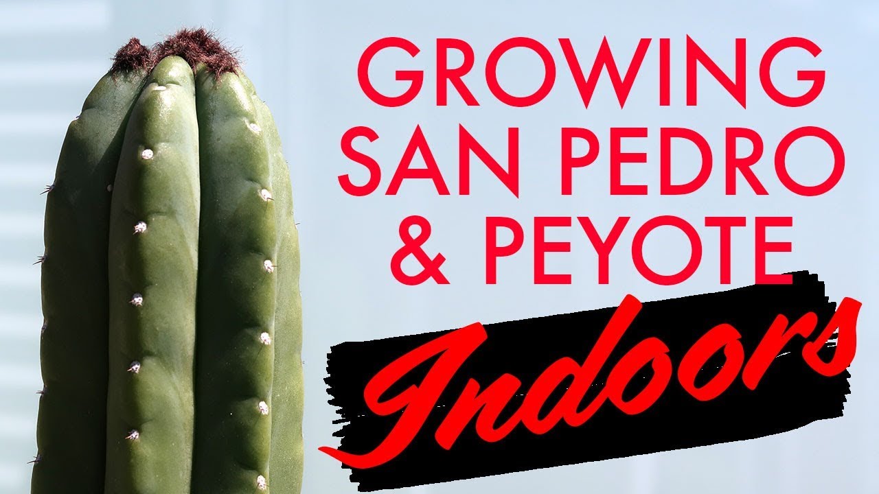 Growing the San Pedro & Peyote Indoors (Trichocereus Pachanoi, Lophophora Williamsii)