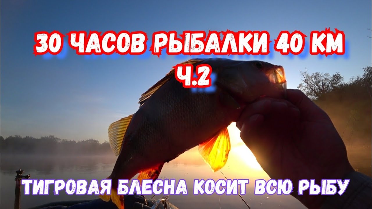 Эта блесна косит всю рыбу... Mepps Syclops Tiger