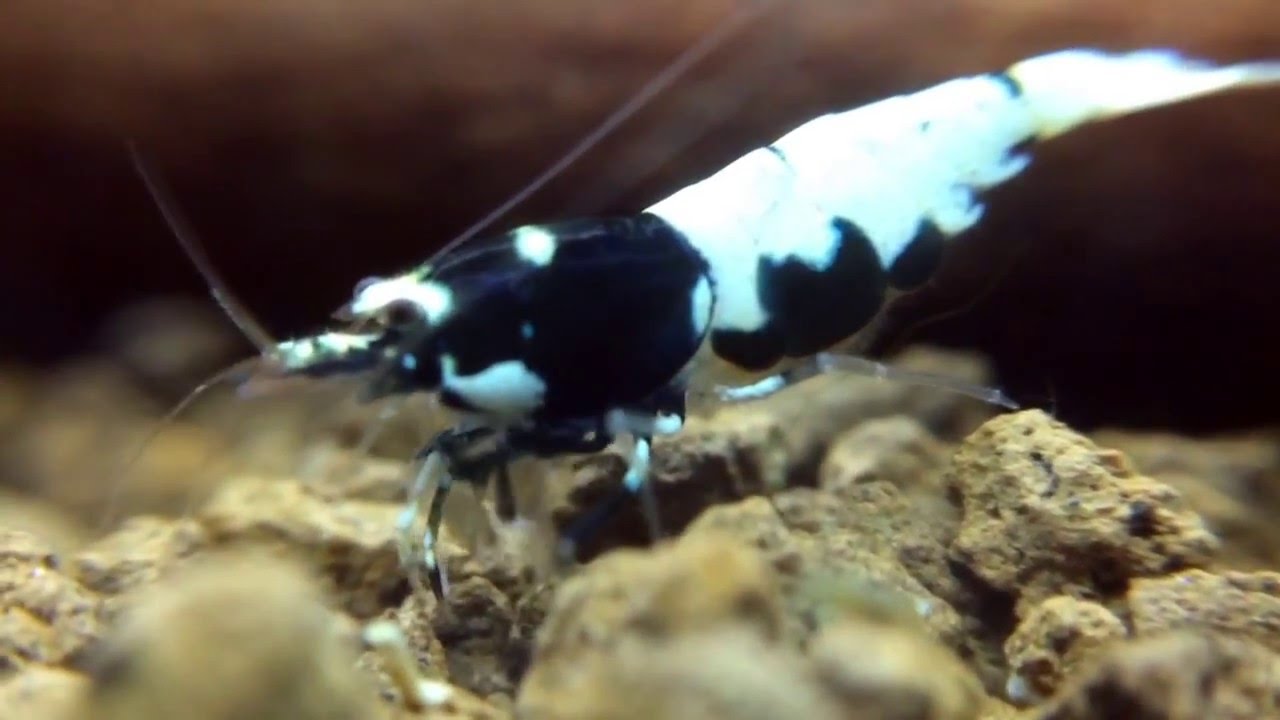 Taiwan Bee - Pinto spotted head black