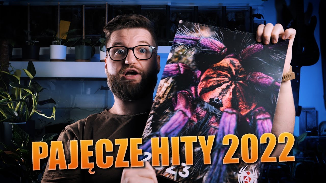#124 TOP 5 najlepsze ptaszniki 2022!