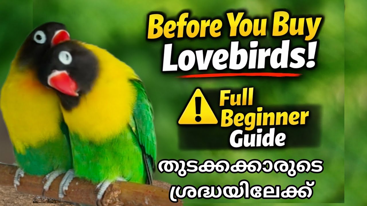 തുടക്കക്കാരുടെ ശ്രദ്ധയ്ക്ക് ⚠️ African Lovebirds വാങ്ങുന്നതിന് മുമ്പ് ഇത് കാണണം! 🔥🐦 #lovebirds