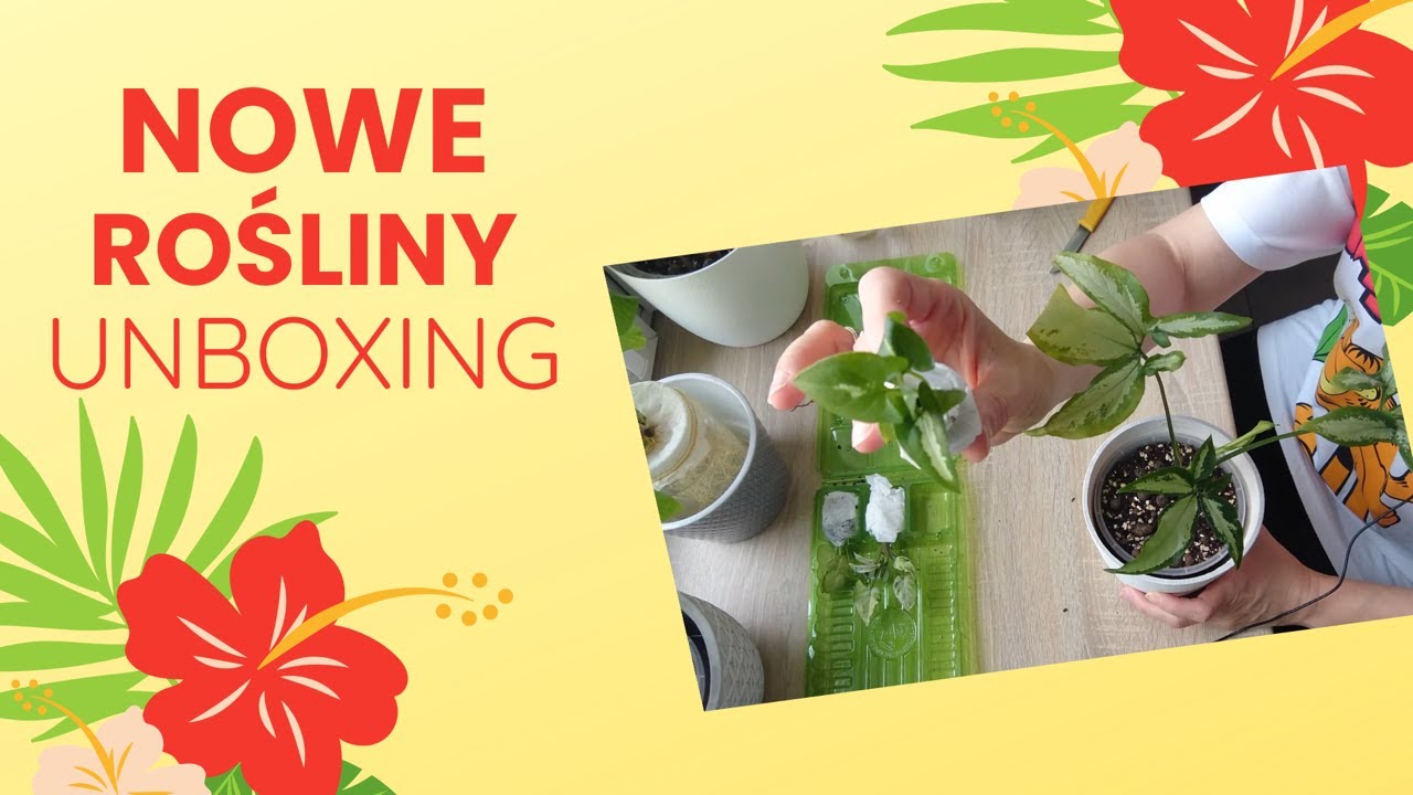 💚 Nowe rośliny 💚 Jak taniej powiększyć kolekcję - maluszki 💚 Unboxing z roślinnymi nowościami 💚
