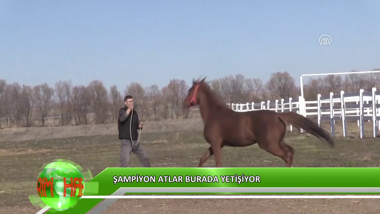 Şampiyon atlar burada yetişiyor
