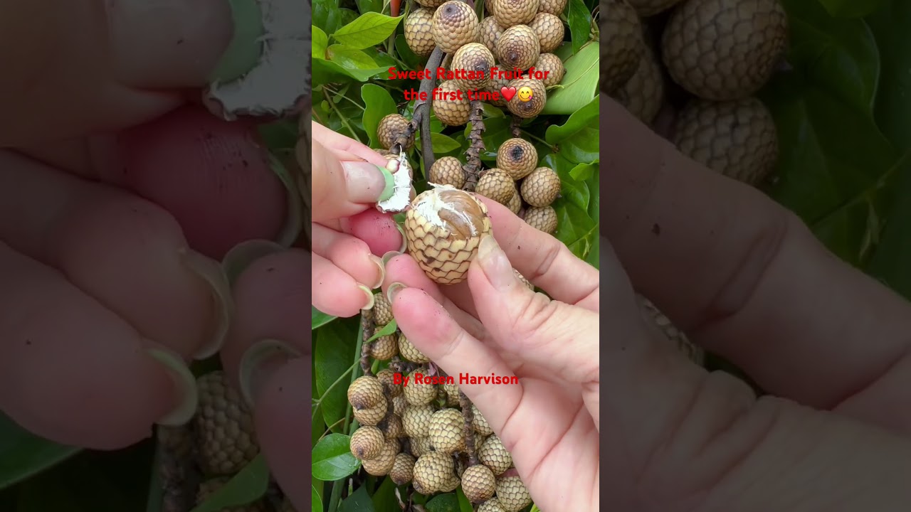 Let&rsquo;s eat sweet Rattan fruit #rattan #fruit #asmr #shortvideo