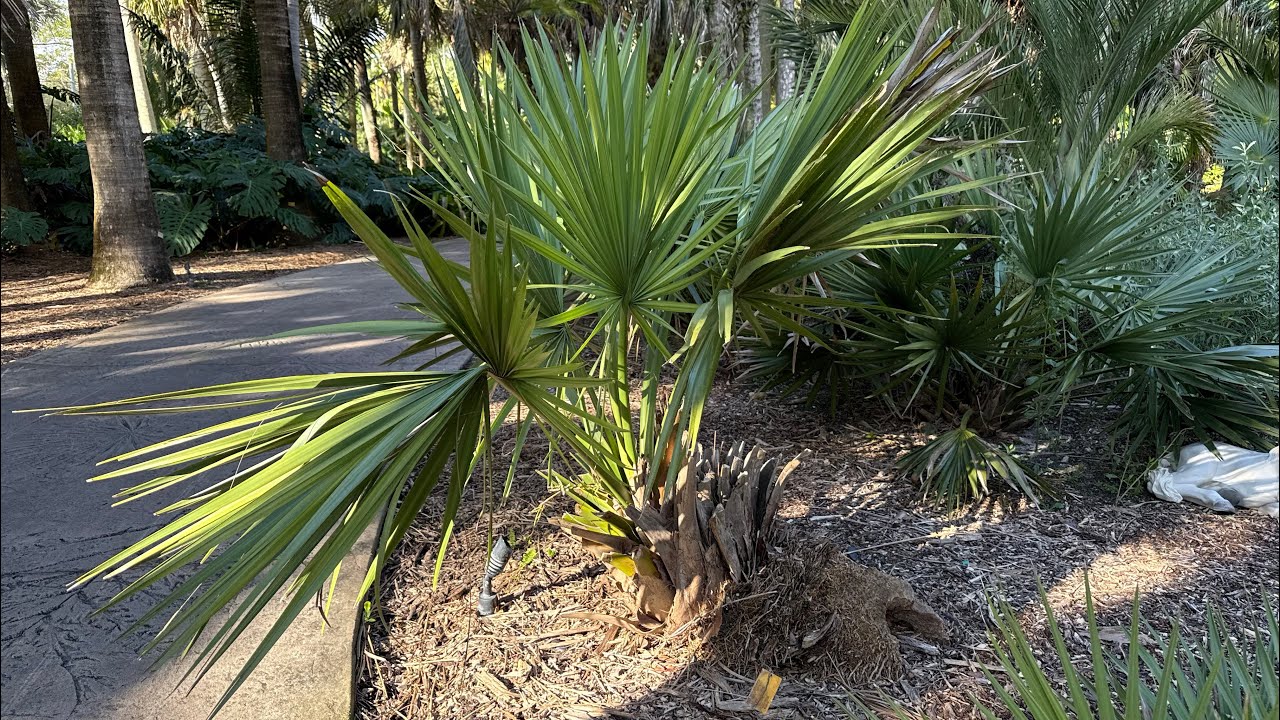 OLD Sabal Minor Palm Trees @ Fairchild Gardens , Crocodiles & Manatees  