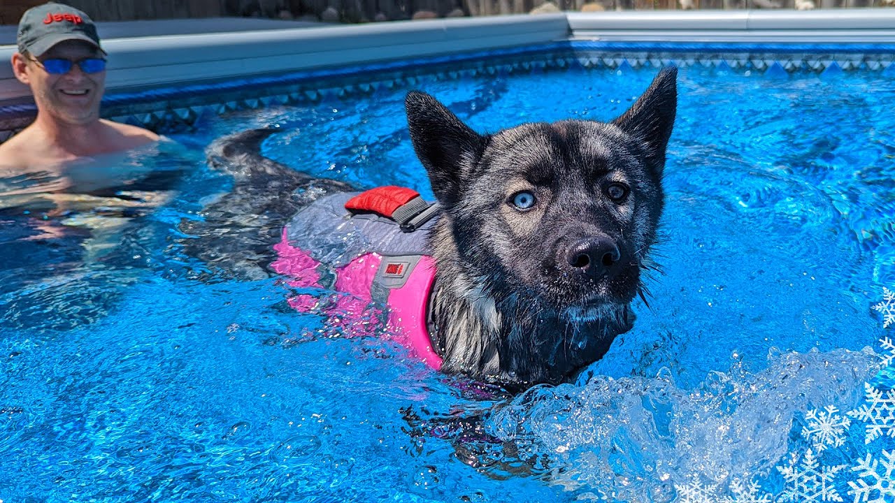 My Husky Puppy Learns To Swim 💦 Husky Swimming Pool Party