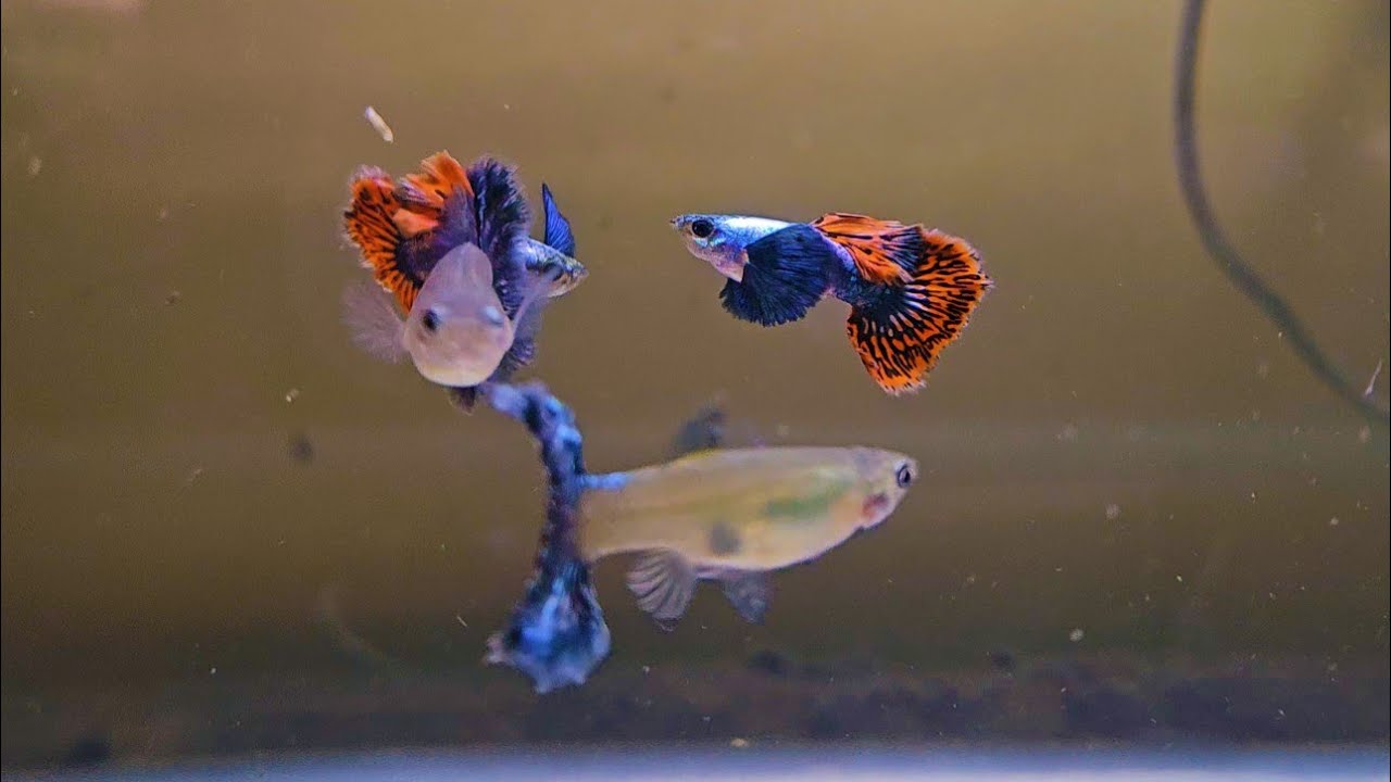 Beautiful Dumbo Ear Mosaic Guppy Gives Birth!