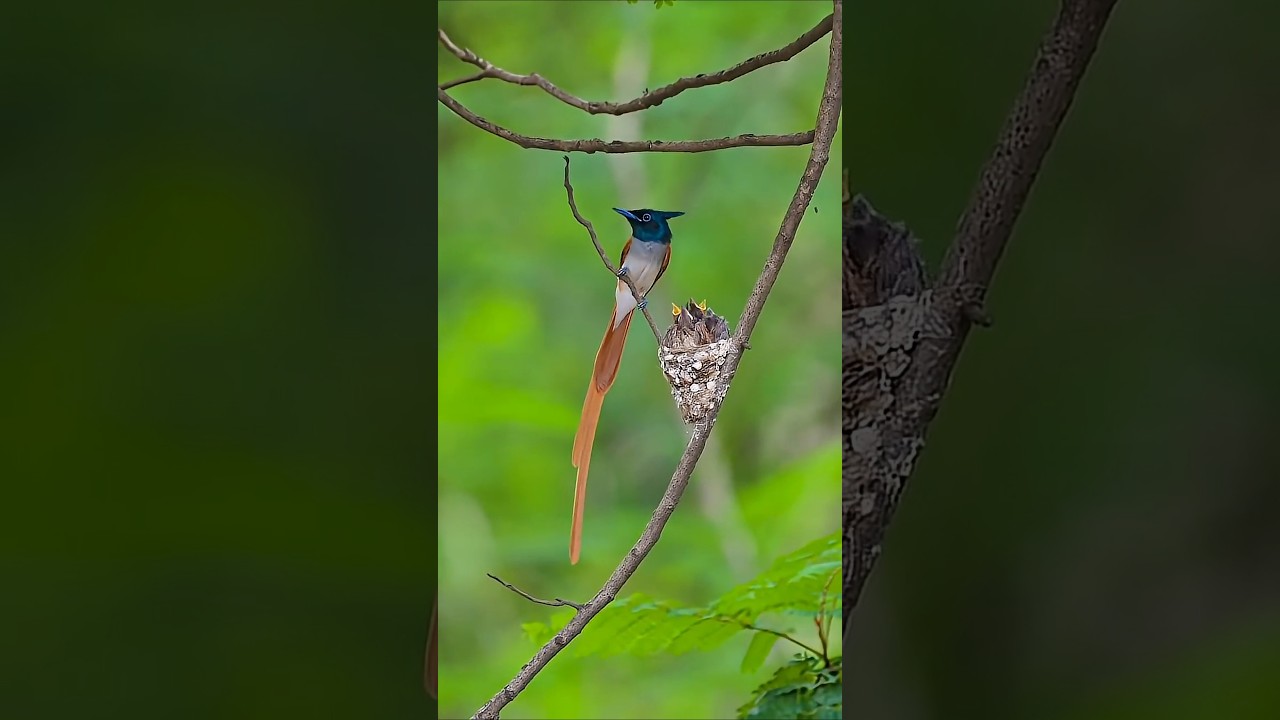 ✨ Indian Paradise Flycatcher।The Angel of Indian Forests 🕊️| 