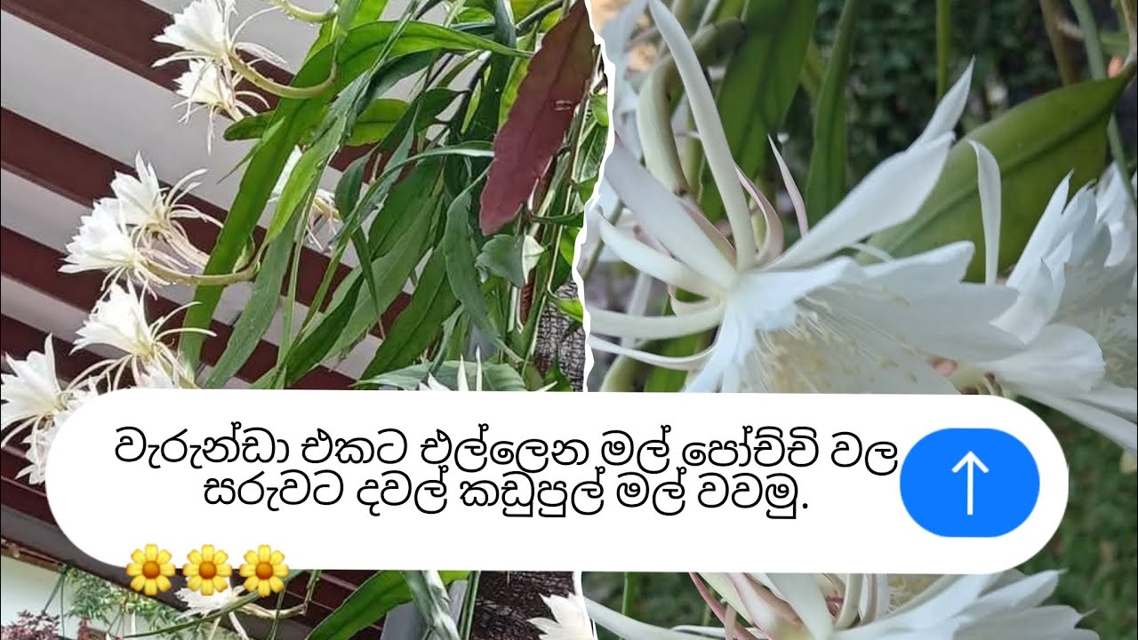 Let's plant saffron flowers in flower pots hanging on the veranda.