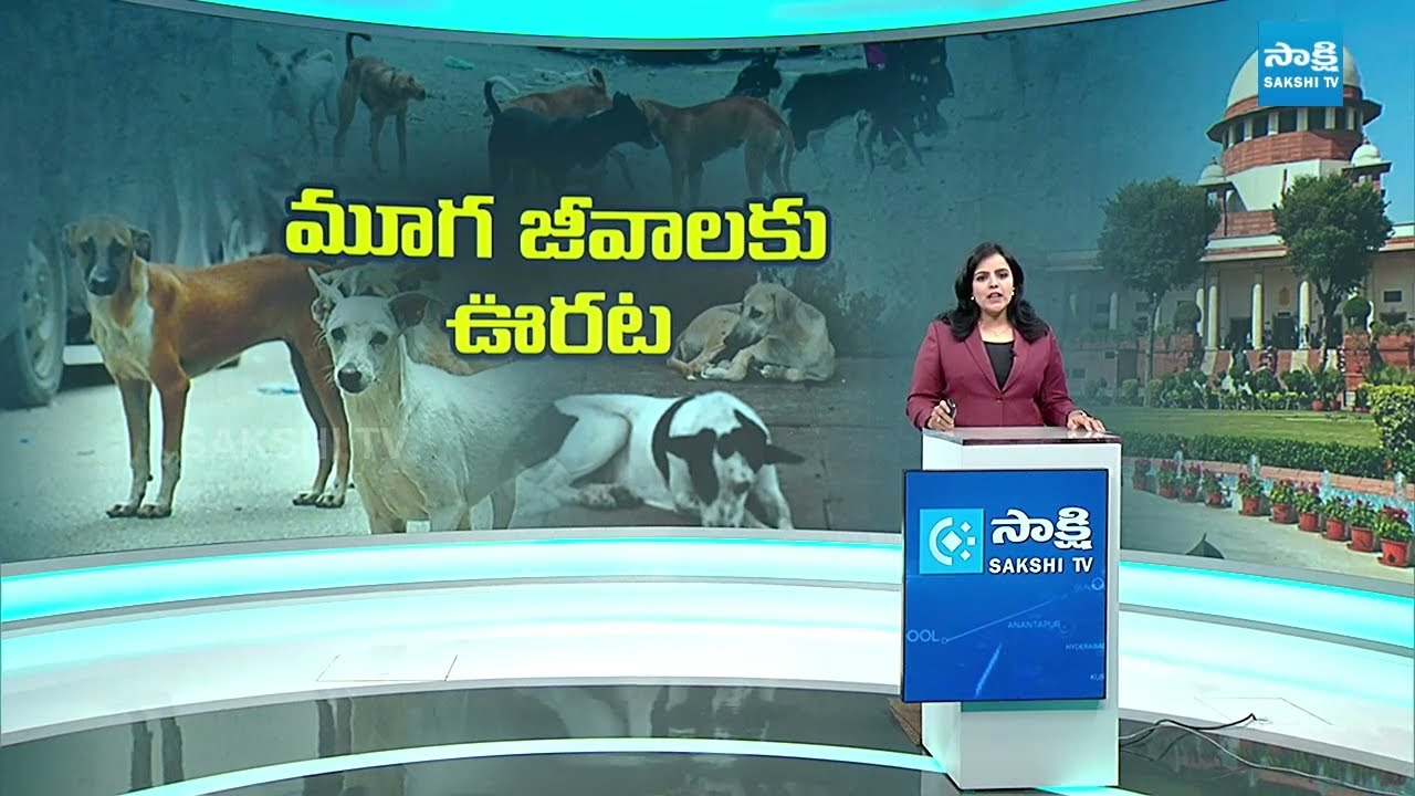 మూగజీవాలకు ఊరట | Supreme Court on Stray Dogs | @SakshiTV