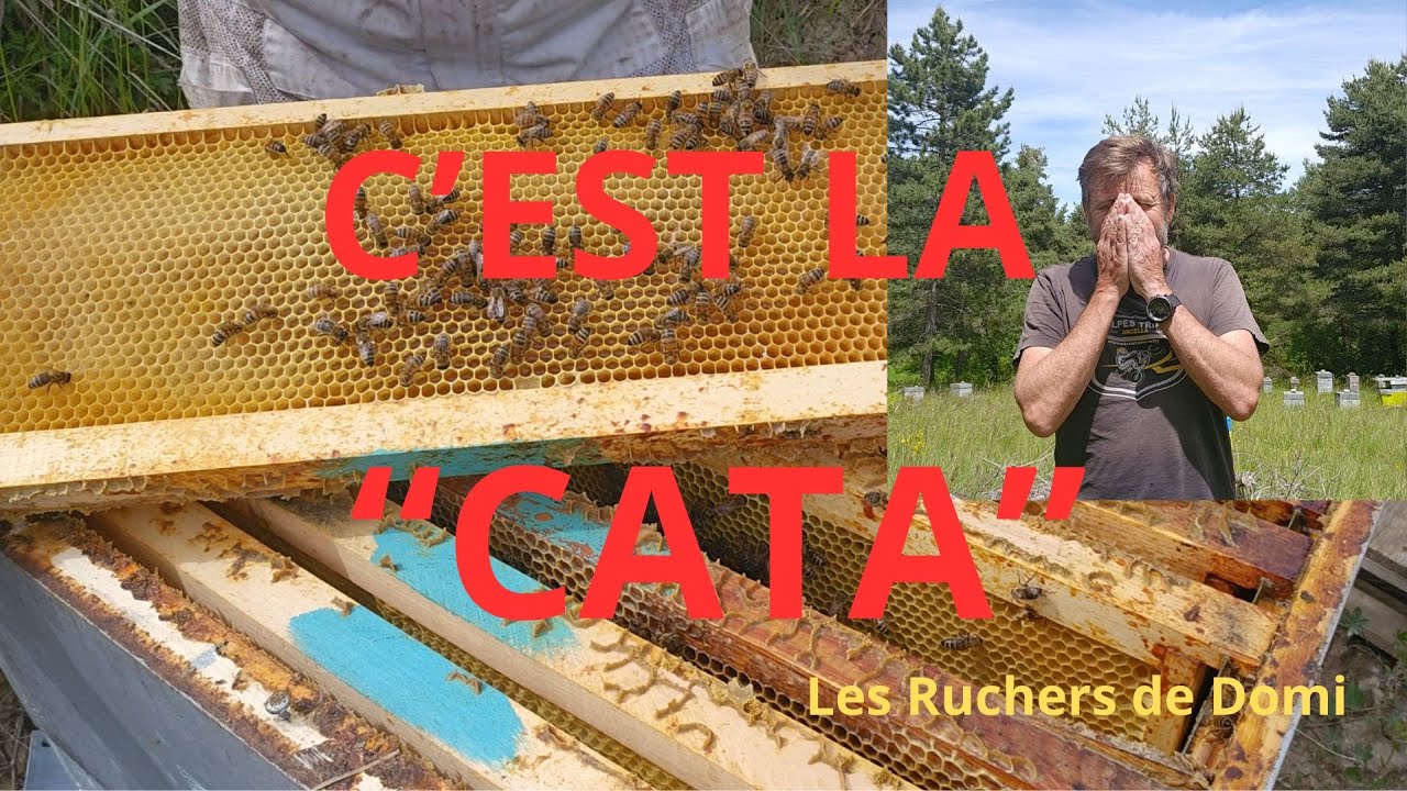 Saison 3 Episode 16. Le 28/05/2024. Visite des ruches après le mauvais temps.