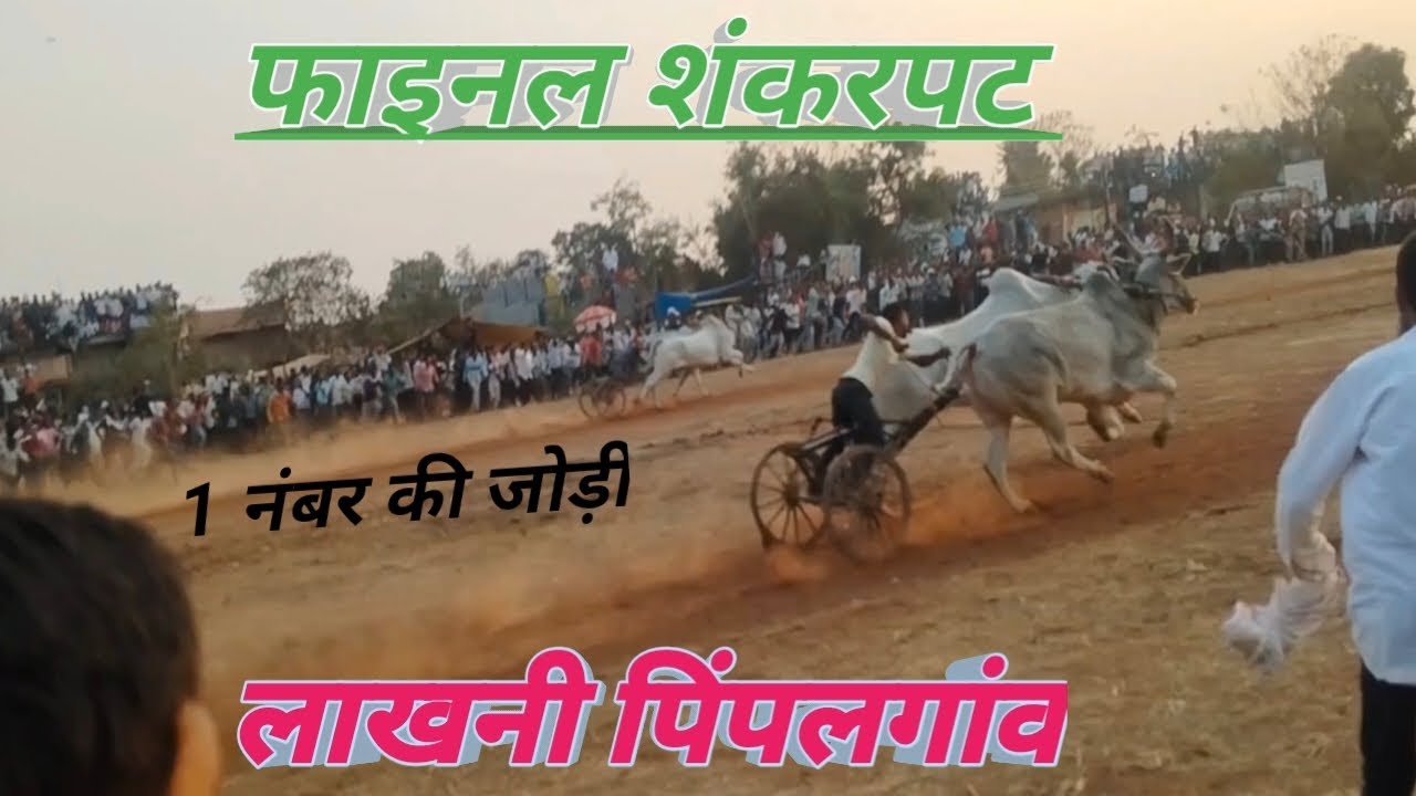 लाखनी पिंपलगांव फाइनल शंकरपट|Lakhani pimpalgaon Shankar pat|Lakhani Sankar pat|Bhandara