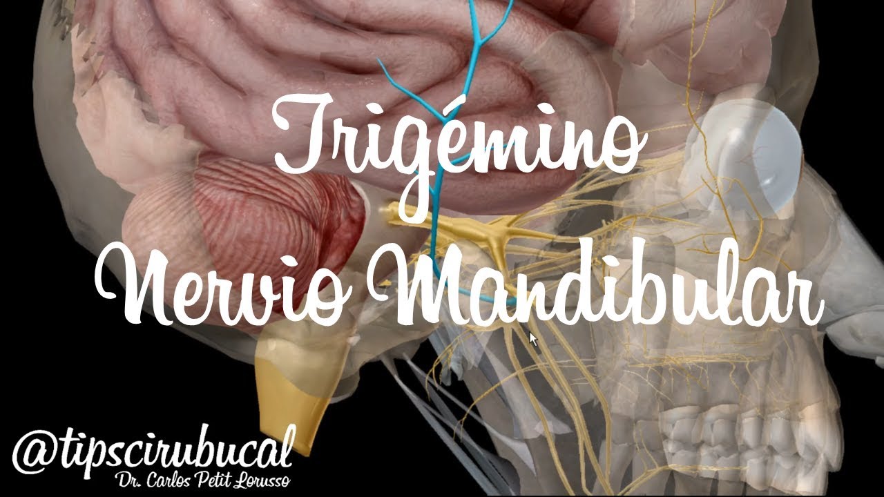 Trigémino Parte 4 - Nervio Mandibular V3 / tipscirubucal Anatomía 3D
