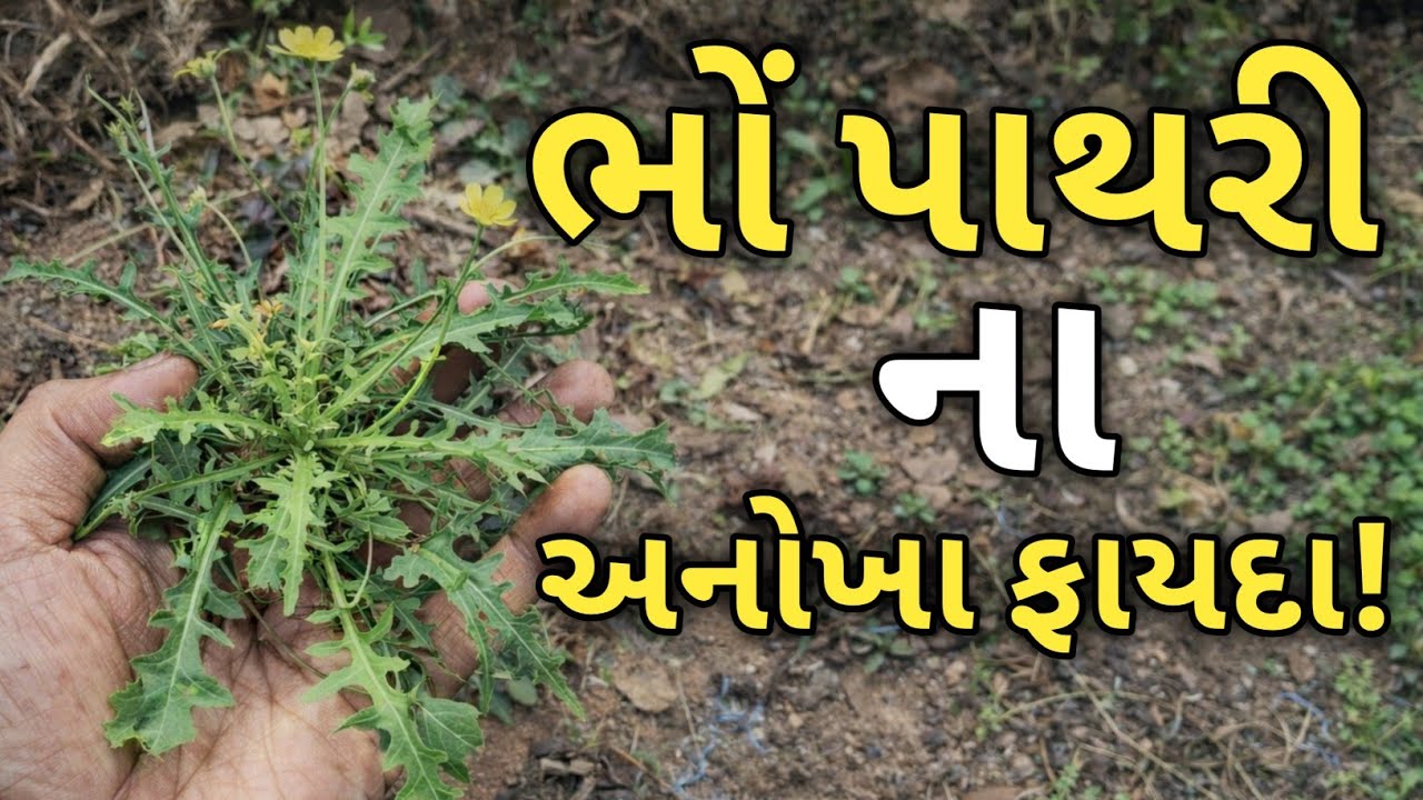 ભોં પાથરી વનસ્પતિના અદ્ભુત ફાયદા – આયુર્વેદિક ચમત્કાર