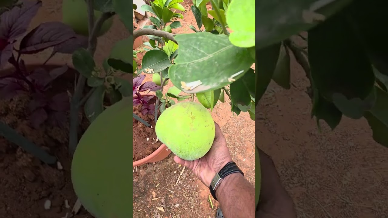 My fruits plant Garden update 2026