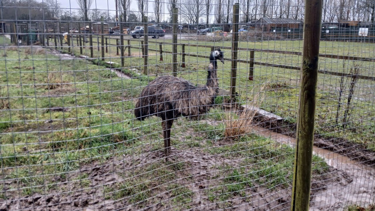 Trip to Gentleshaw Wildlife Centre - Part III