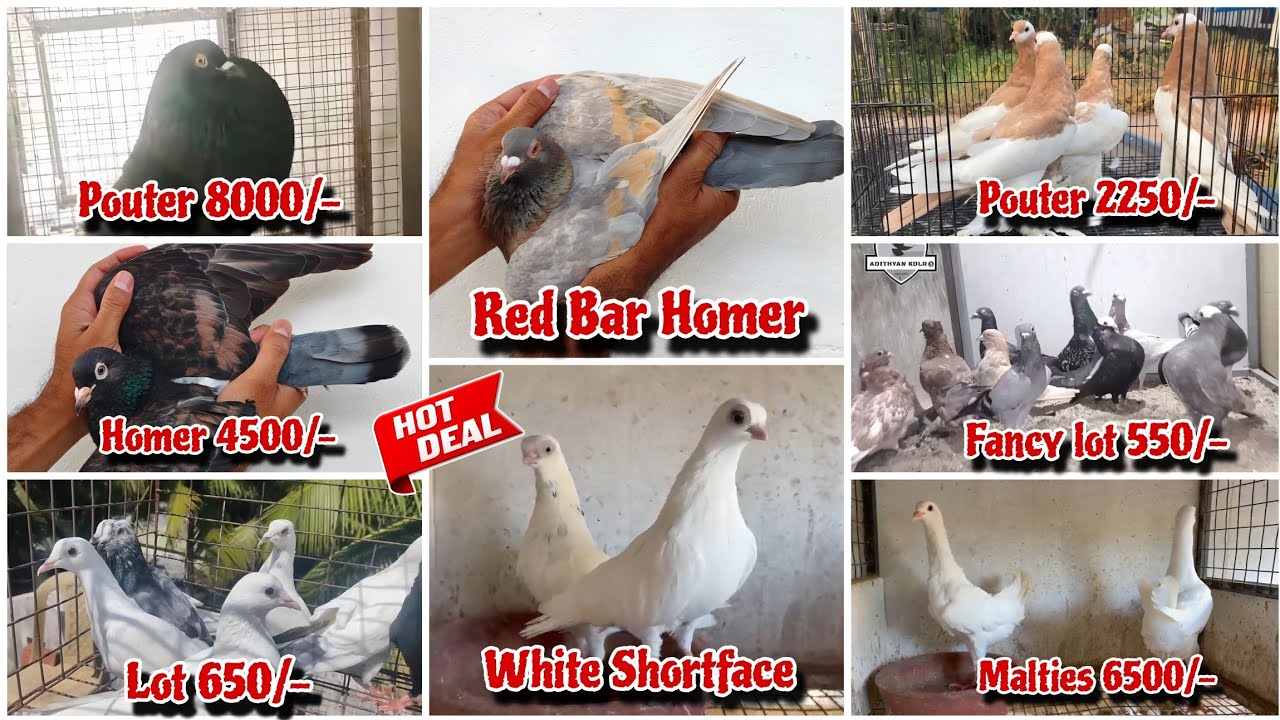 Show Faintal,Pouter,Mukkhi, Stencil Homer, Malties, Shortface Kabutar New Stock Available