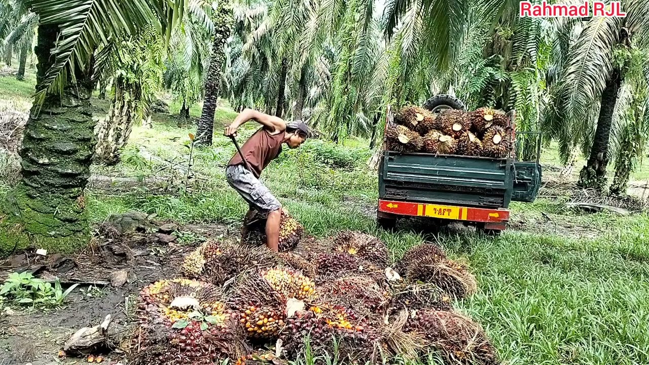 putaran 5 hari pun buah nya banyak,1 tahun 6 x mupuk x 2kg 1 batang