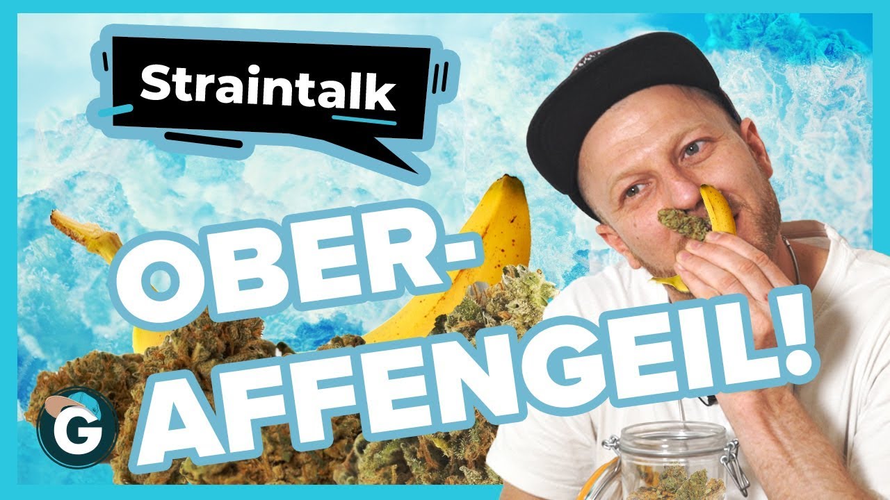 Voll Banana Straintalk - Cannabis das nach  🍌 duftet !