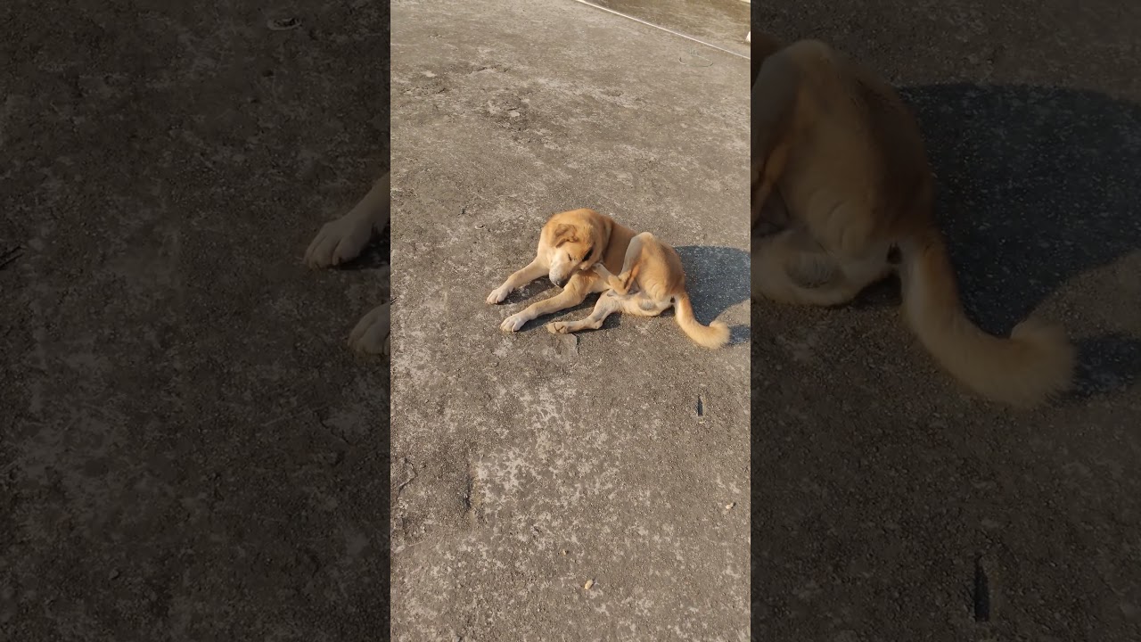 Dog vedio # dhoop sekte huey #