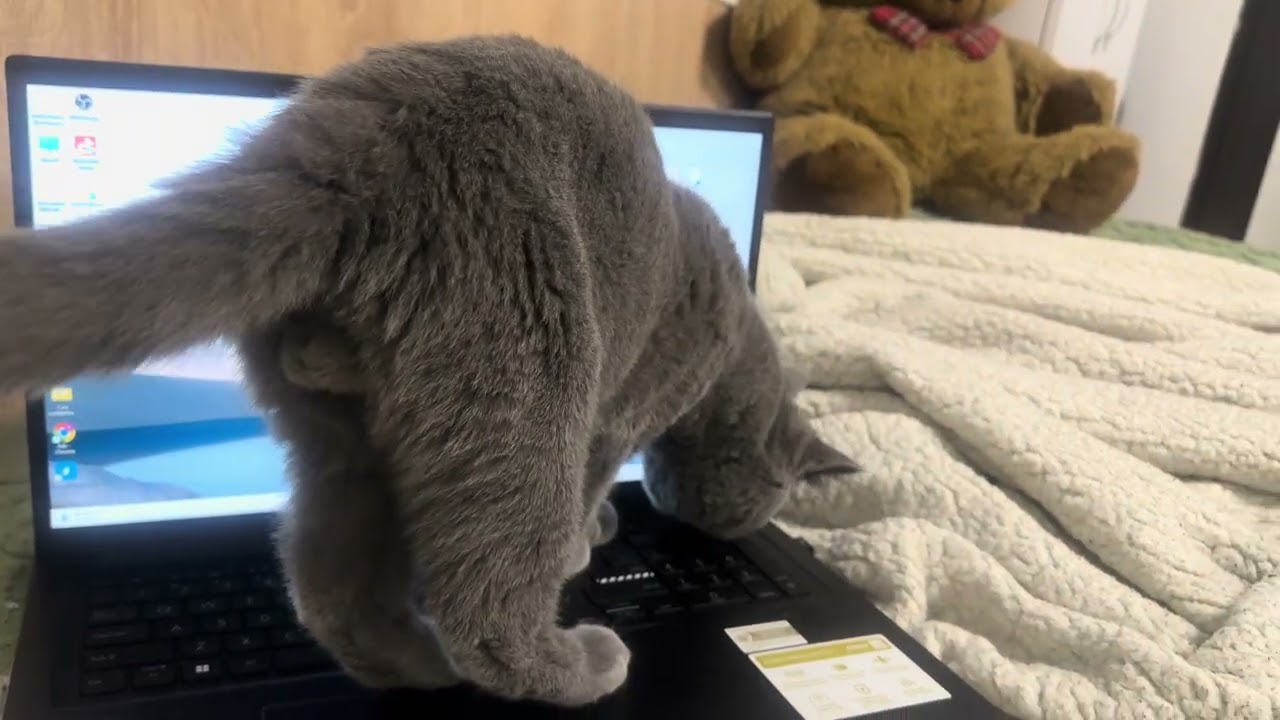 My cute asistent Guli 🥰 #adorably #cuteanimals #cute #kitten myguli #cutecat #animallovers #meow 