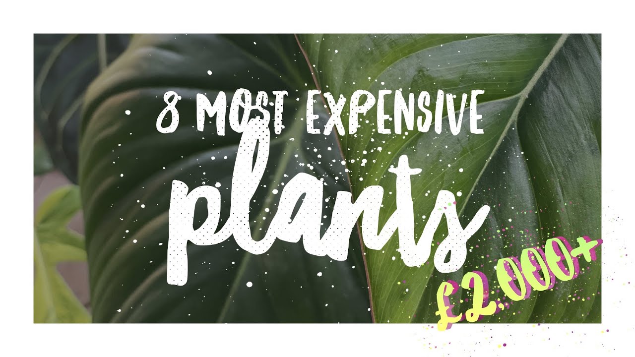 My MOST EXPENSIVE PLANTS In My Collection - &pound;2,000 +