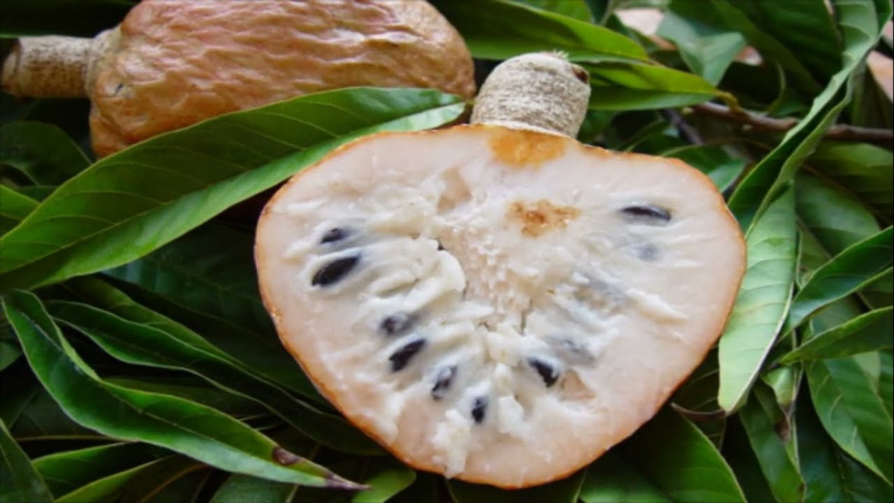 Herbier Numérique Cachiman  ( Annona reticulata )