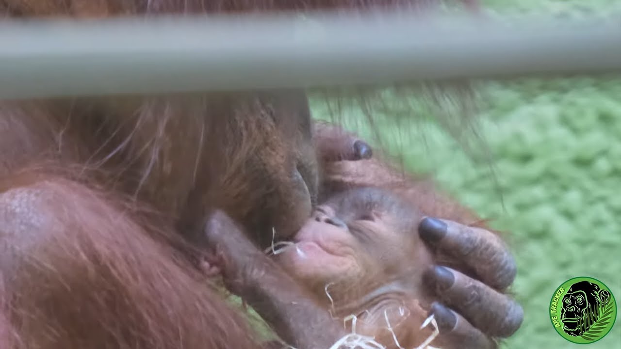 Mom Orangutan Can't Stop Kissing Newborn Baby Jarang