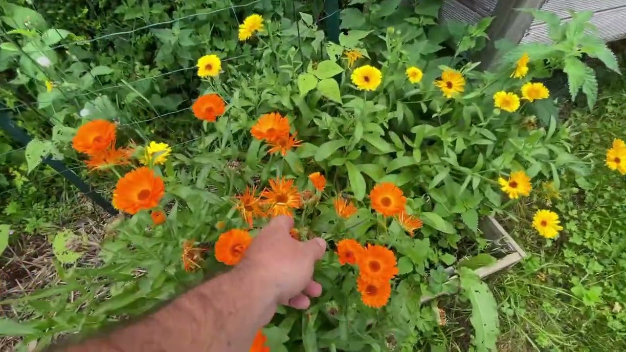 Enfin le tour du potager 😉