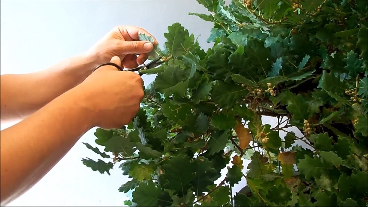 BonsaiLab.it - Alfredo Salaccione: Juno's Oak