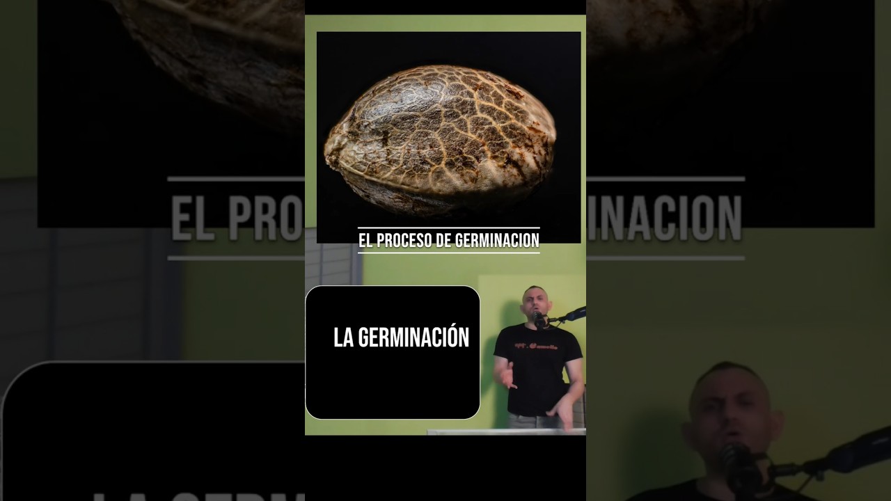 El PROCESO de GERMINACI&Oacute;N (Marihuana semillas)