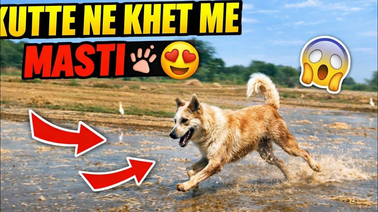 Kutte ne ki khet me masti🐕😍