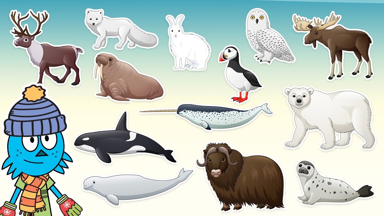 Gli Animali Artici  | Video per bambini con i suoni reali degli animali!