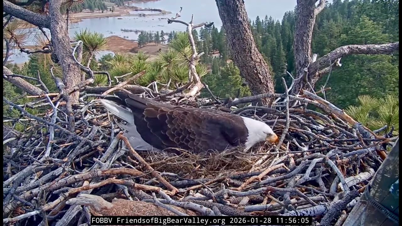 Jackie & Shadow-Big Bear Eagle Nest❤️01/28/26