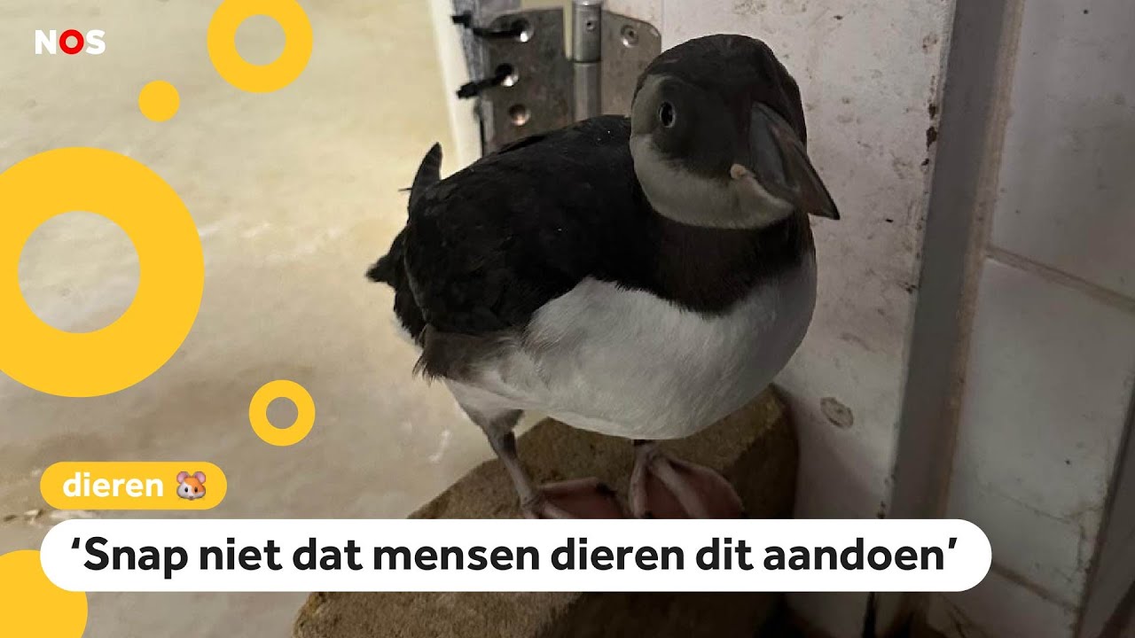 Douane redt tientallen papegaaiduikers