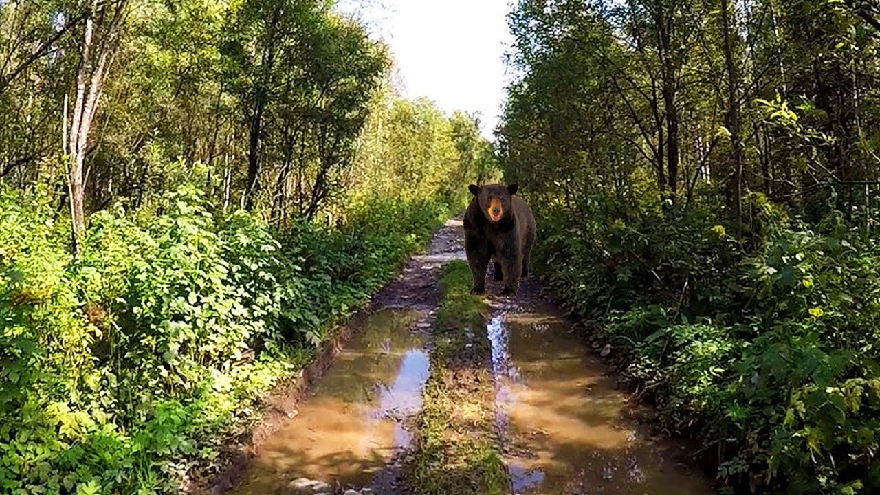 ПЕШИЙ ПОХОД НА ВЕРХНЮЮ ТЕРСЬ 1 ЧАСТЬ,ВСТРЕЧА С МЕДВЕДИЦЕЙ