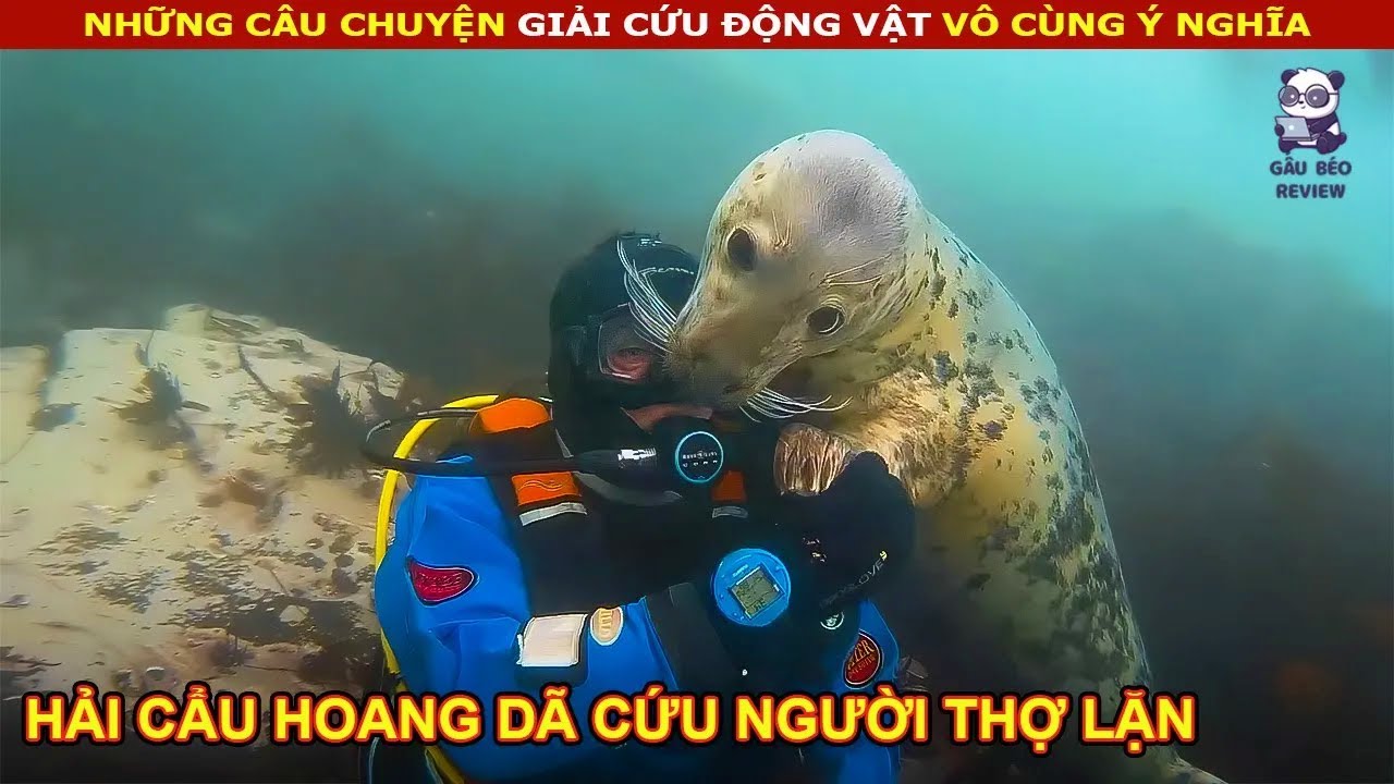 Chú Hải Cẩu hoang dã gọi cả gia đình đến cứu Anh Trai thợ lặn || review Con Người Và Cuộc Sống