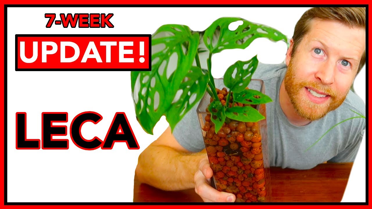 ОБНОВЛЕНИЕ ПО РОСТУ LECA ЗА 7 НЕДЕЛЬ! | Уход за заменой воды для комнатных растений, выращиваемых...