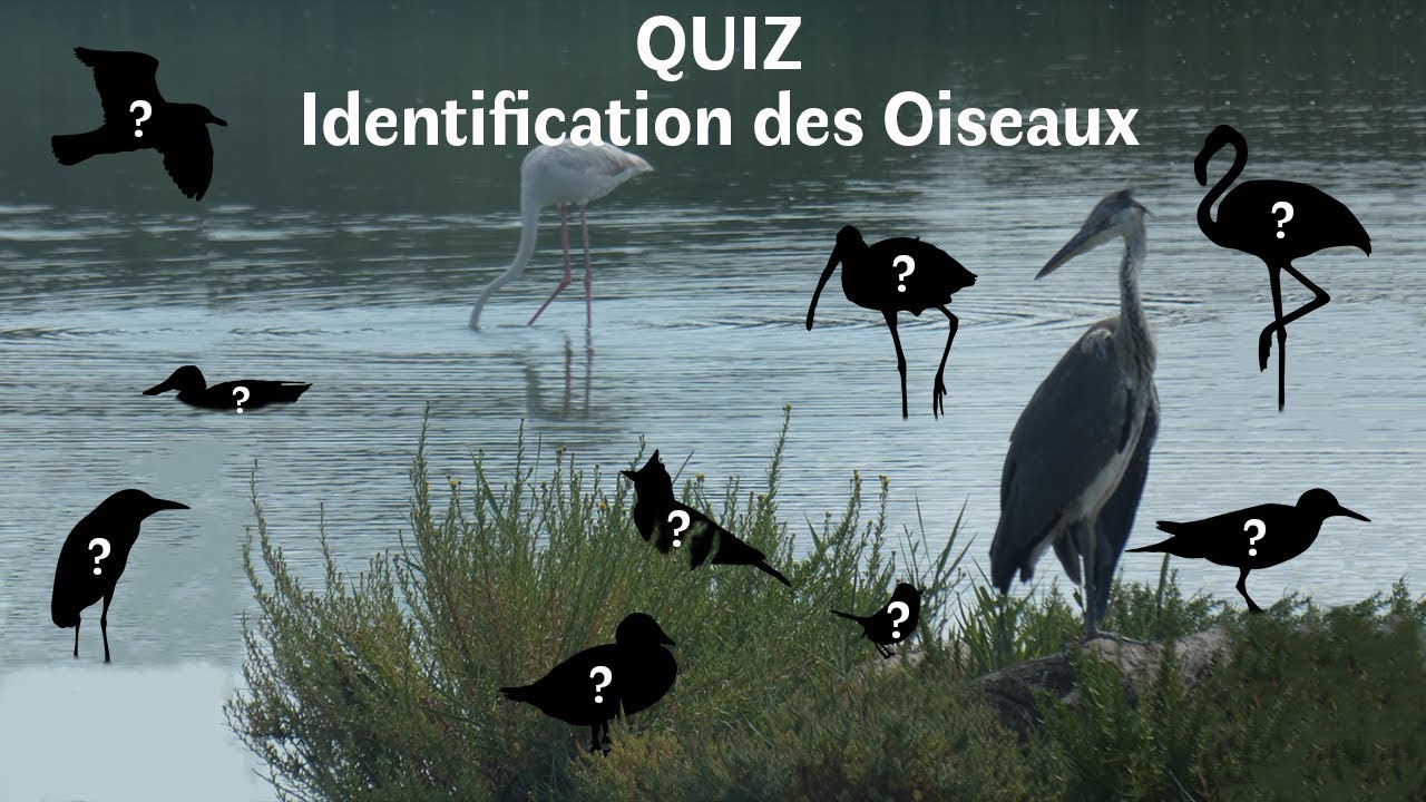 QUIZ Identification des Oiseaux #3