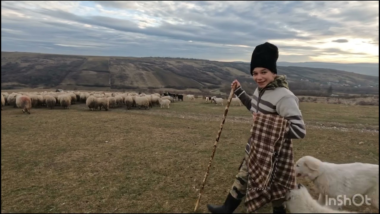 CODRUȚ POPA -TÂNĂR DE 17 ANI .CIOBAN LA a 4-A GENERAȚIE .CRESTE OI ÎMPREUNĂ CU FAMILIA