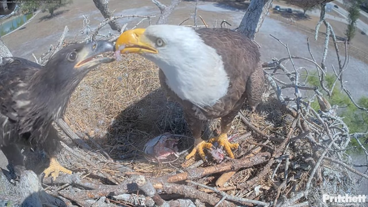 SWFL nest ~ Feeding E26 ~ Feb 21, 2026