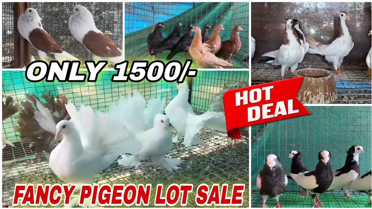 Good Quality Fancy Pigeon, Faintal, Mukkhi, Norwich Pouter,and Mudina kabutar New Stock