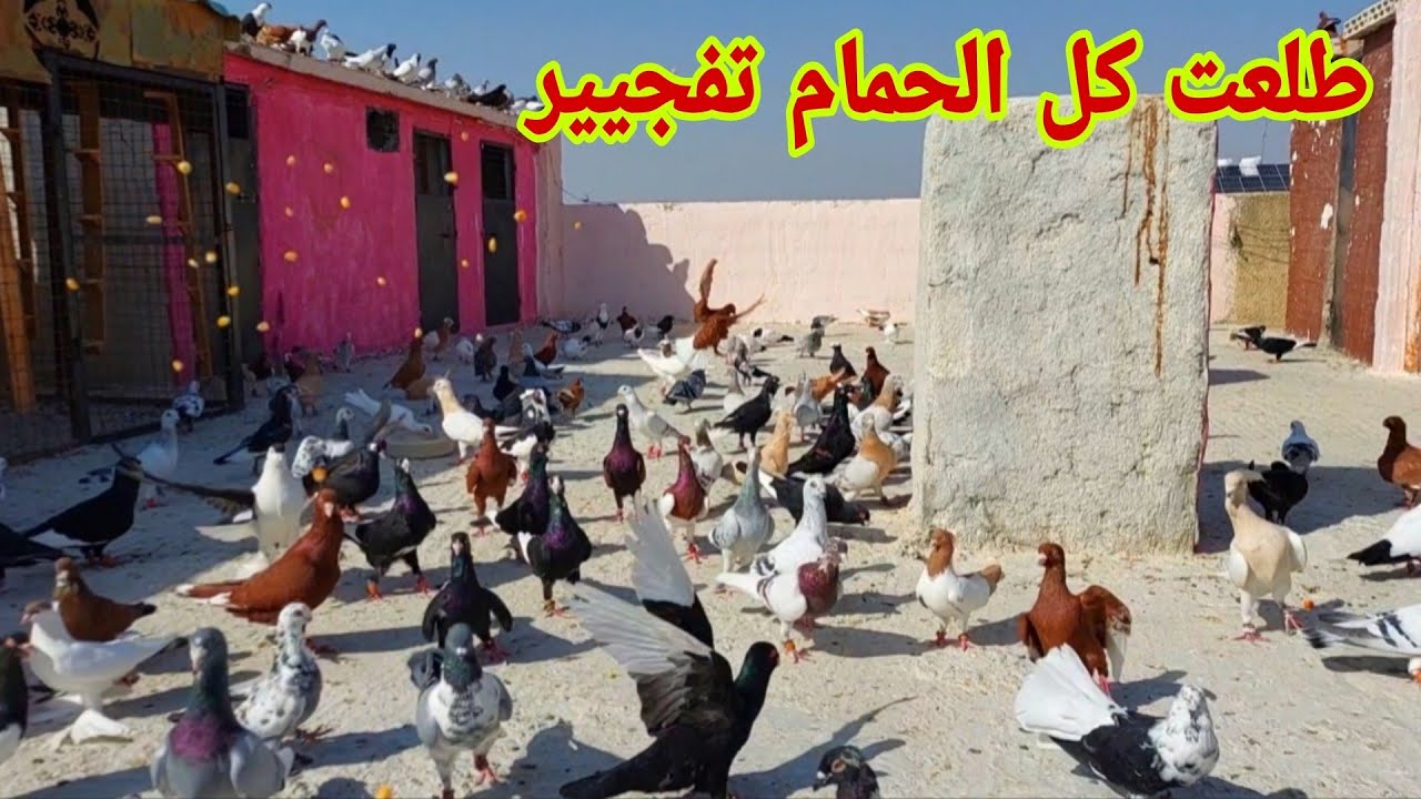 طلعنا كل الحمام وكل العروق الجديده السطح تفجير