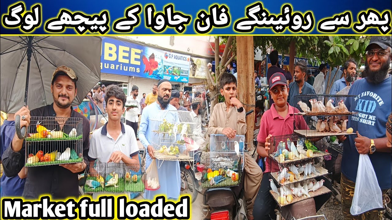 Lalukhet Sunday Birds Market 10-08-2025 Update | lalukhet birds market 2025 latest update @SYEDBIRDS