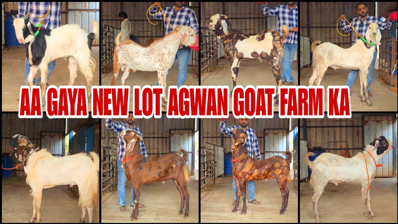 Aa Gaya New Lot Ye Rate Me Ramzan Baad Nhi Milega Koi Bhi Bakra Set Or Vaccinated Collection 