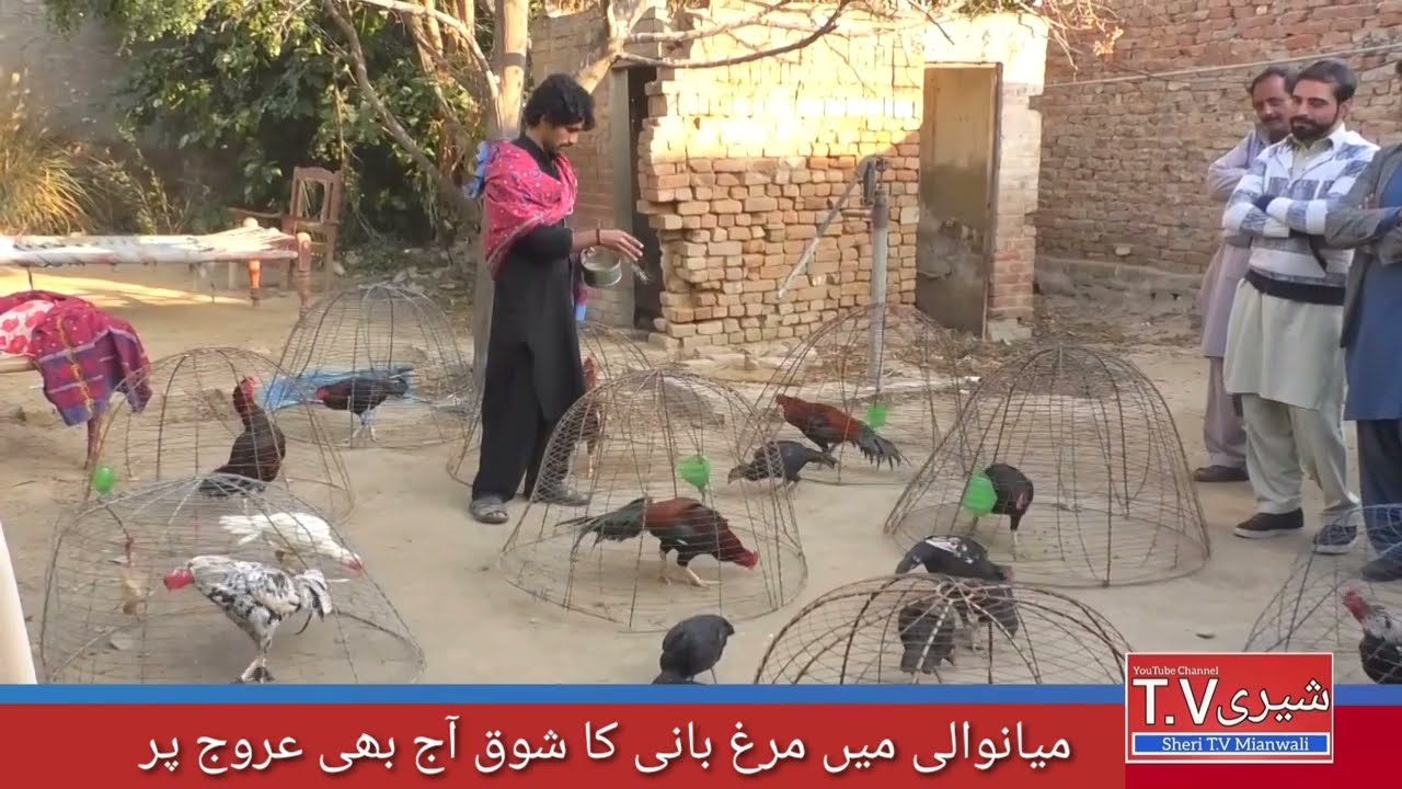 ustad mushtaq || how to train rooster | Mianwali Aseel | pure Aseel Murga |Pakistani Rooster
