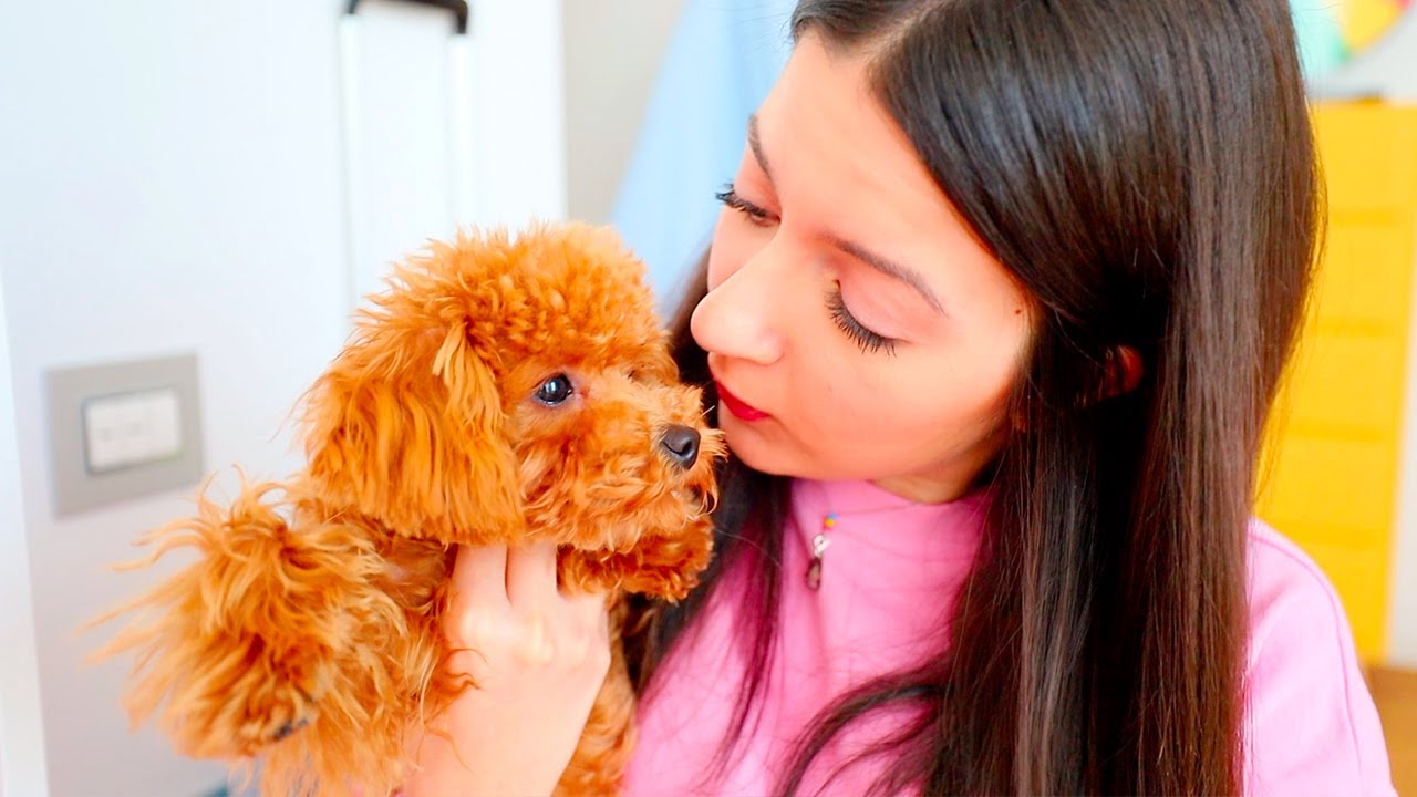 SOFÌ E LUÌ BABYSITTER PER UN GIORNO 24 ORE DEL CUCCIOLO DI BARBONCINO DELLA MAMMA!! | Me contro Te