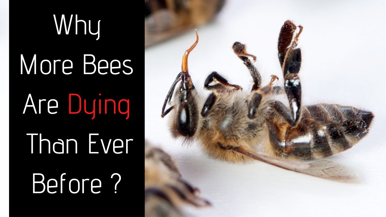 Beekeeping For Beginners - Why Bees Are Dying OFF